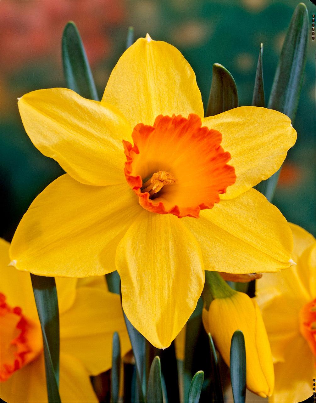 Yellow Red Double Petals Narcissus Daffodil Flower Seeds for Planting Shade Tolerant Heirloom & GMO Free Seeds for Home Garden
Sale