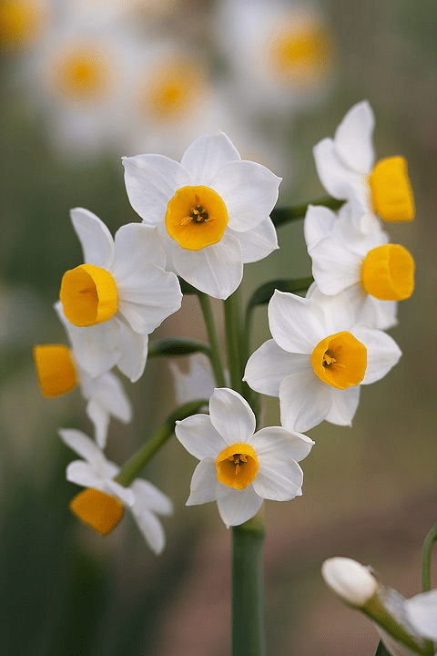 Narcissus Flower seeds blooming in flower beds, containers, borders, and pollinator-friendly gardens