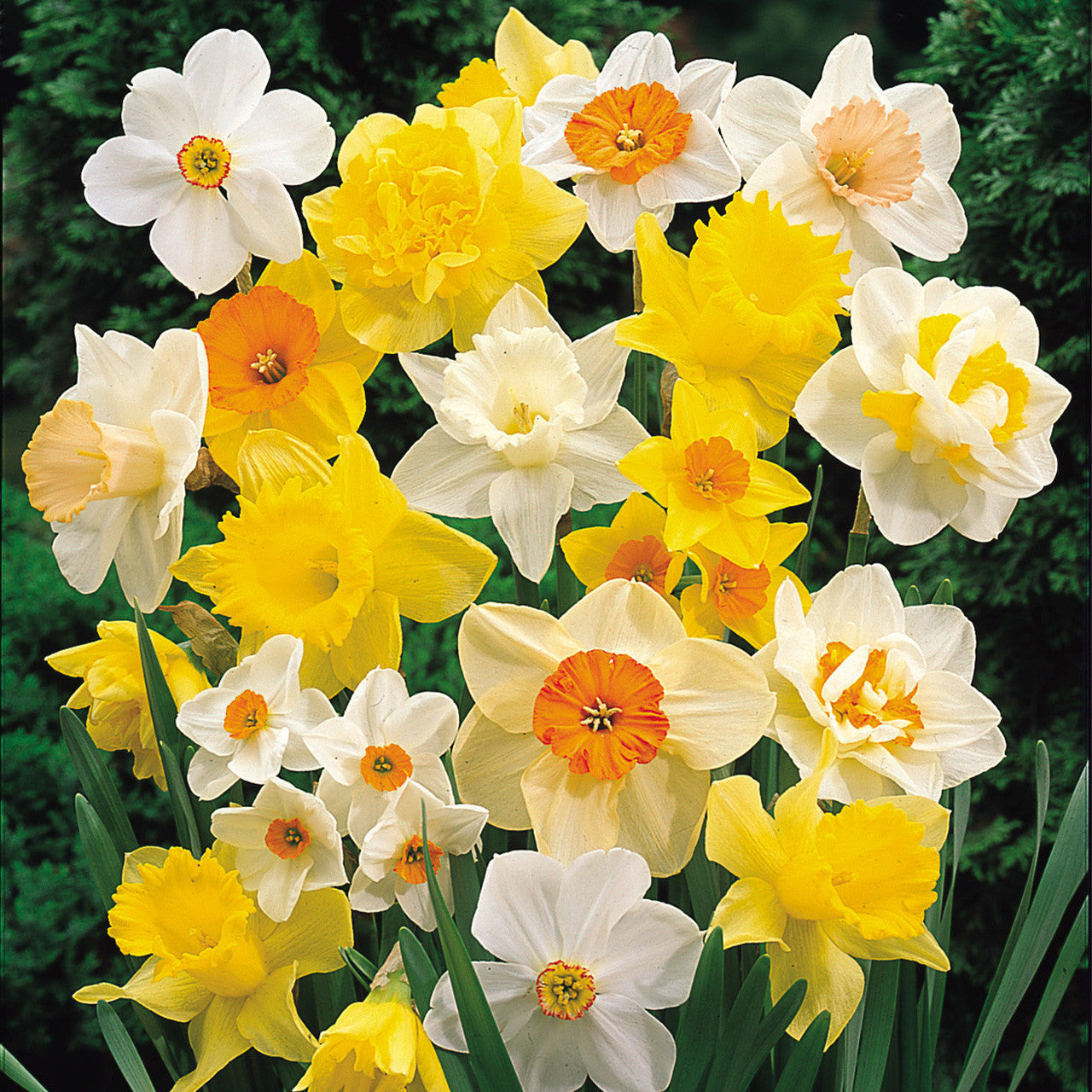 Mixed Daffodils Flower Seeds for Planting Colorful Display Heirloom & GMO Free Seeds for Home Garden
Sale