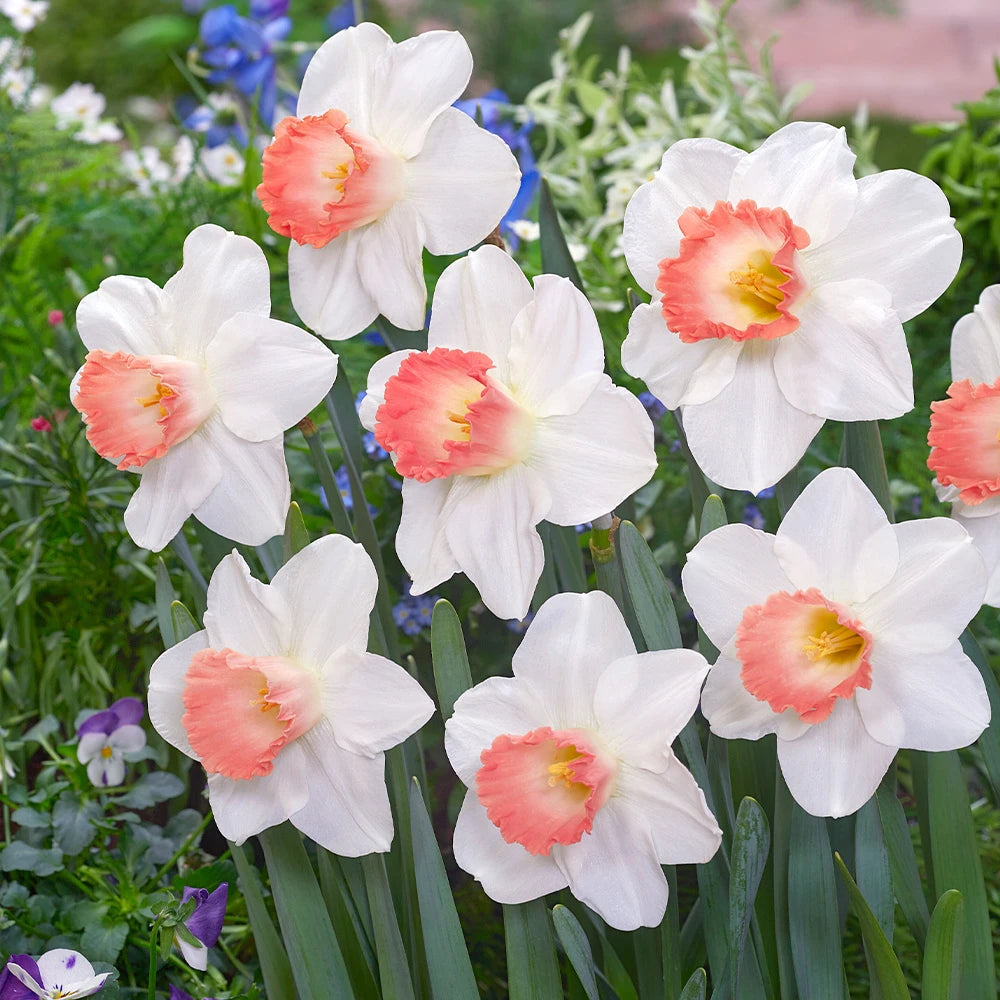 Pale Pink Narcissus Flower seeds for Planting - Shade Tolerant, Heirloom & GMO Free Seeds for Home Garden