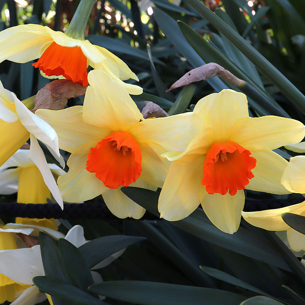 Light Yellow Red Narcissus Flower Seeds for Planting Pollinator Friendly Heirloom & GMO Free Seeds for Home Garden
Sale