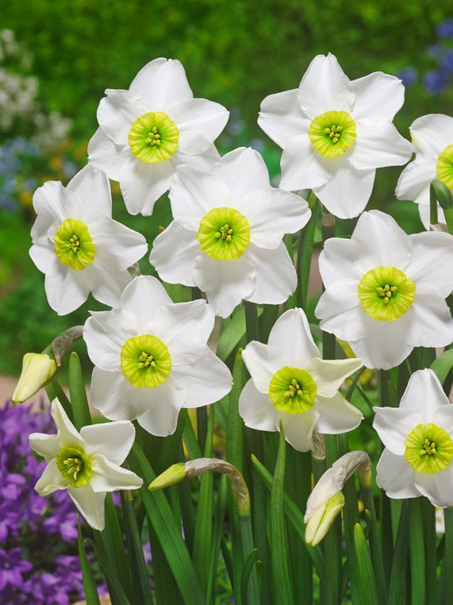 Green White Narcissus Flower Seeds for Planting Premium Quality Heirloom & GMO Free Seeds for Home Garden
Sale