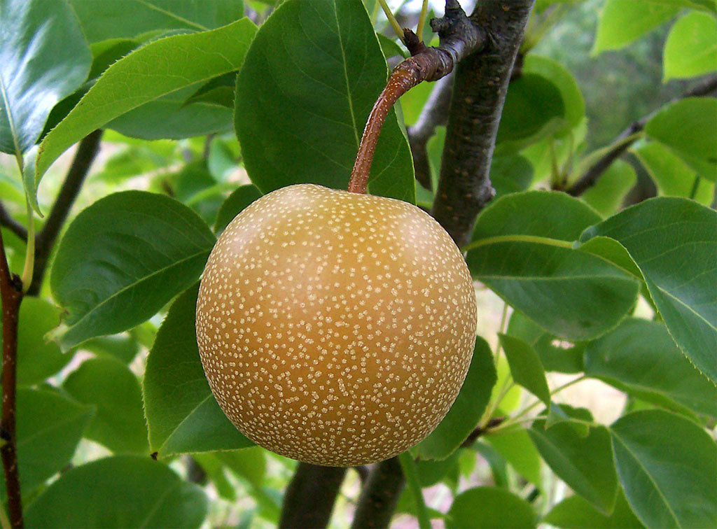 Brown Pyrus Pyrifolia Seeds for Planting