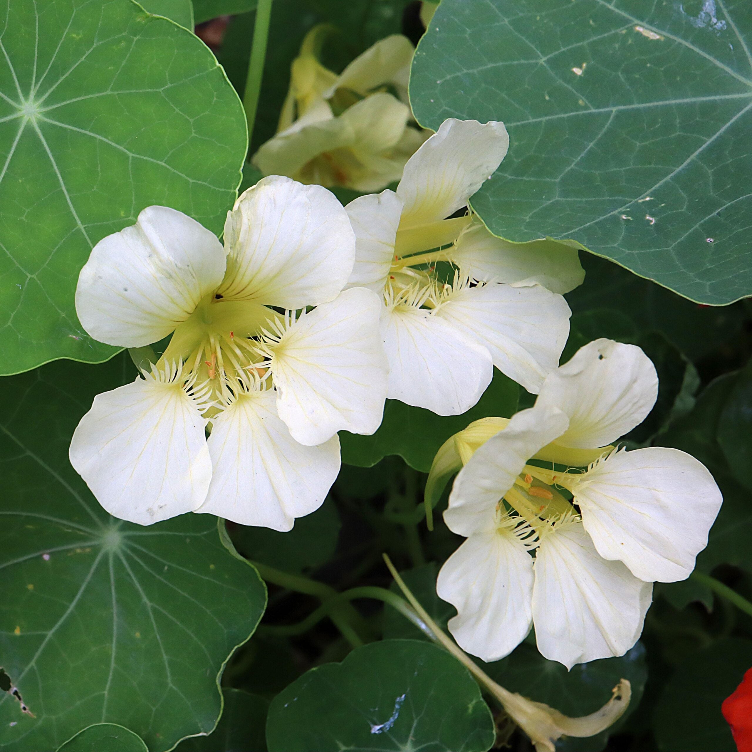 Yellow White Milkmaid Flower seeds for Planting - Fragrant Blossoms, Heirloom & GMO Free Seeds for Home Garden