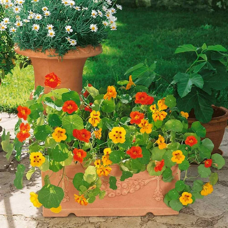 Non-GMO Nasturtium seeds