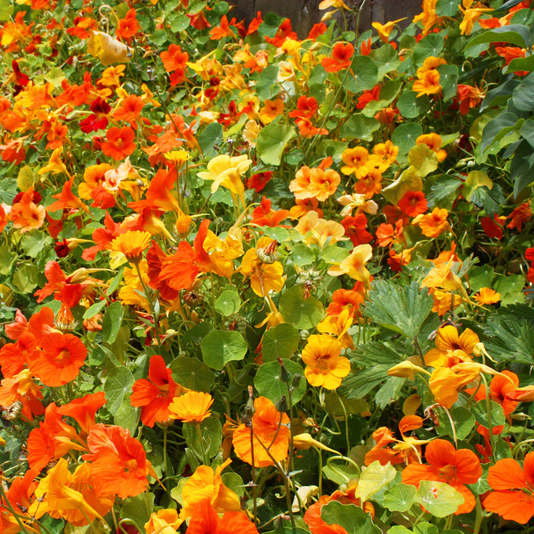 Nasturtium Flower seeds for Planting Sun Loving Heirloom & GMO Free Seeds for Home Garden