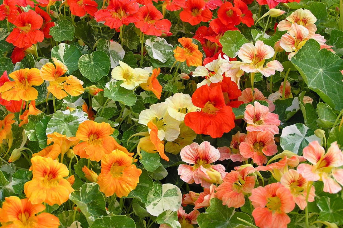 Nasturtium Flower seeds for Planting - Cottage Garden Essential, Heirloom & GMO Free Seeds for Home Garden