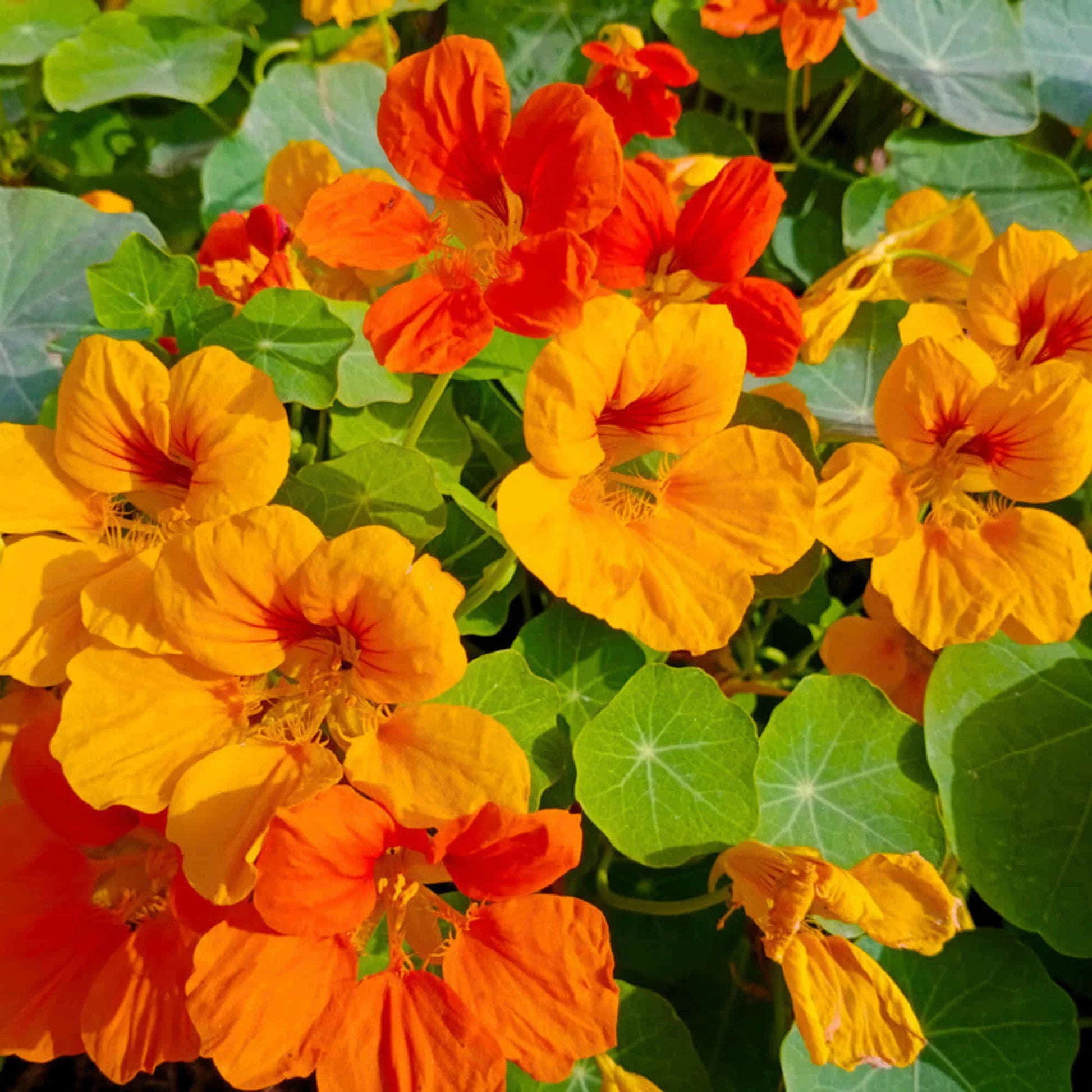 Yellow Red Nasturtium Flower seeds for Planting - Fragrant Blossoms, Heirloom & GMO Free Seeds for Home Garden