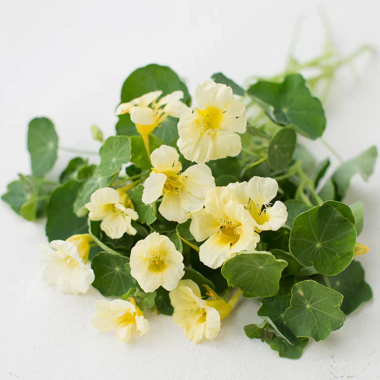 Light Yellow Nasturtium Seeds For Easy Planting – Beautiful Blooms Flower