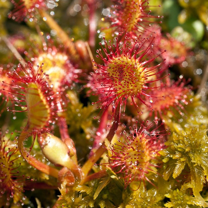 Green Hardy Sundew Flower seeds for Planting - Garden Favorite, Heirloom & GMO Free Seeds for Home Garden