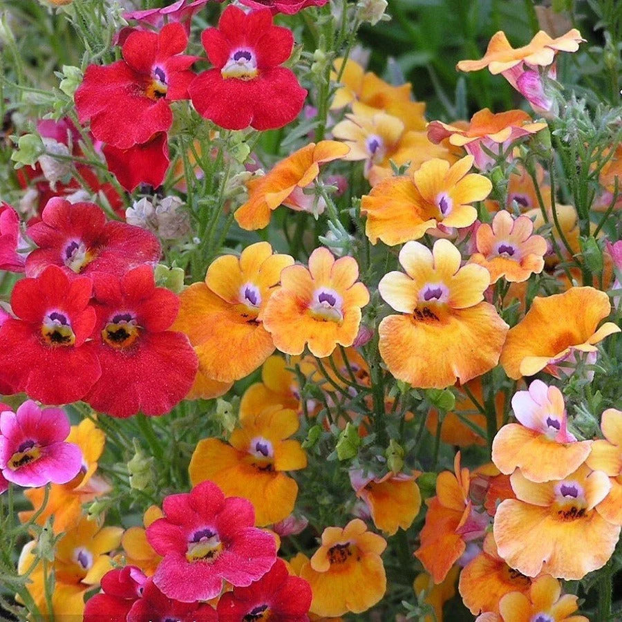 Heirloom Nemesia Carnival Mix Flower seeds blooming in flower beds, containers, borders, and pollinator-friendly gardens