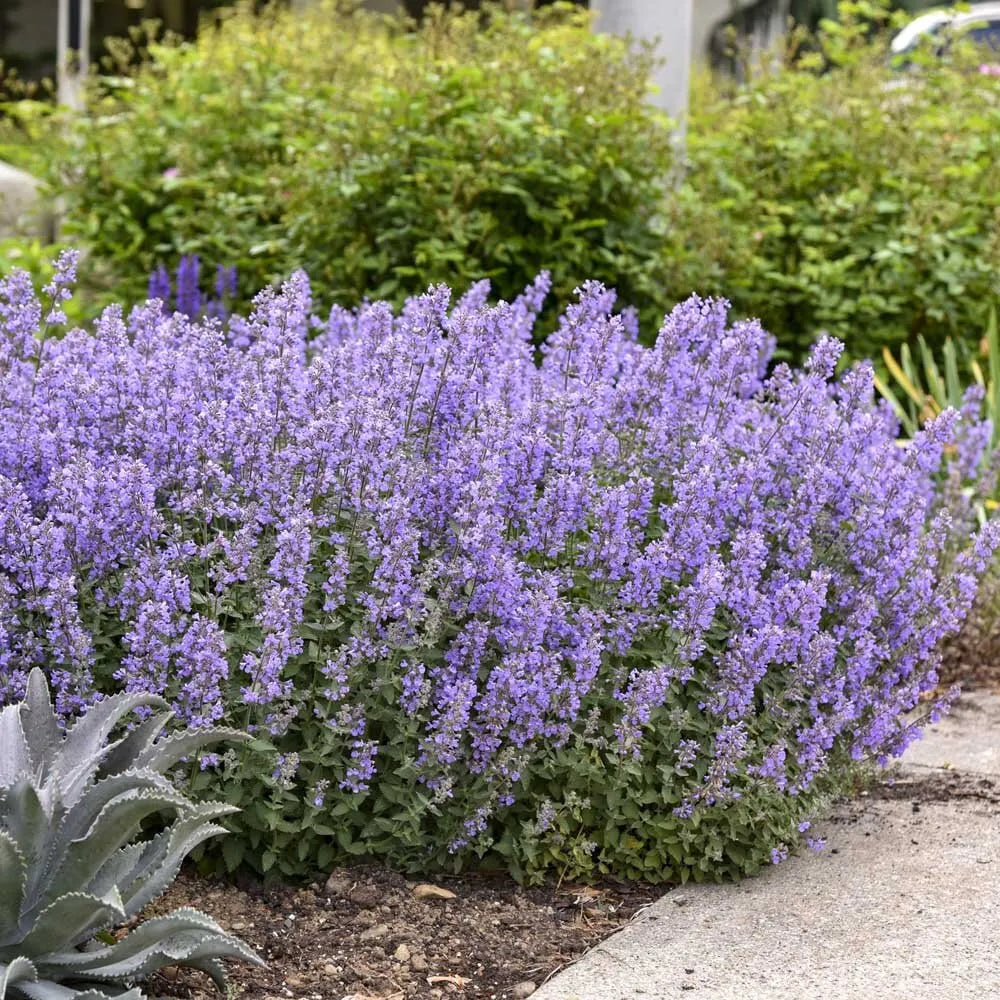 Nepeta Racemosa Flower seeds for Planting - Shade Tolerant, Heirloom & GMO Free Seeds for Home Garden