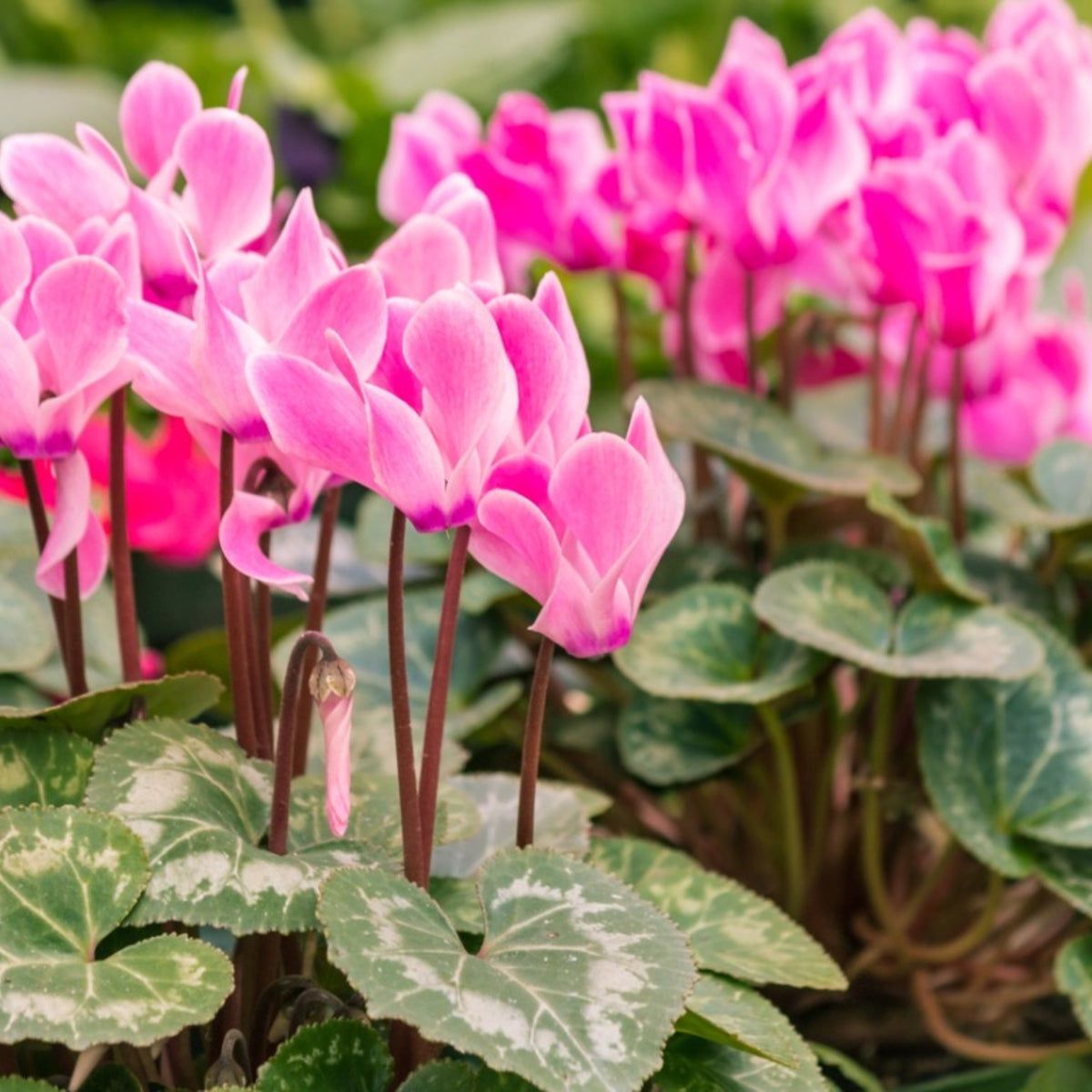 Pink Cyclamen Flower seeds for Planting - Drought Tolerant, Heirloom & GMO Free Seeds for Home Garden