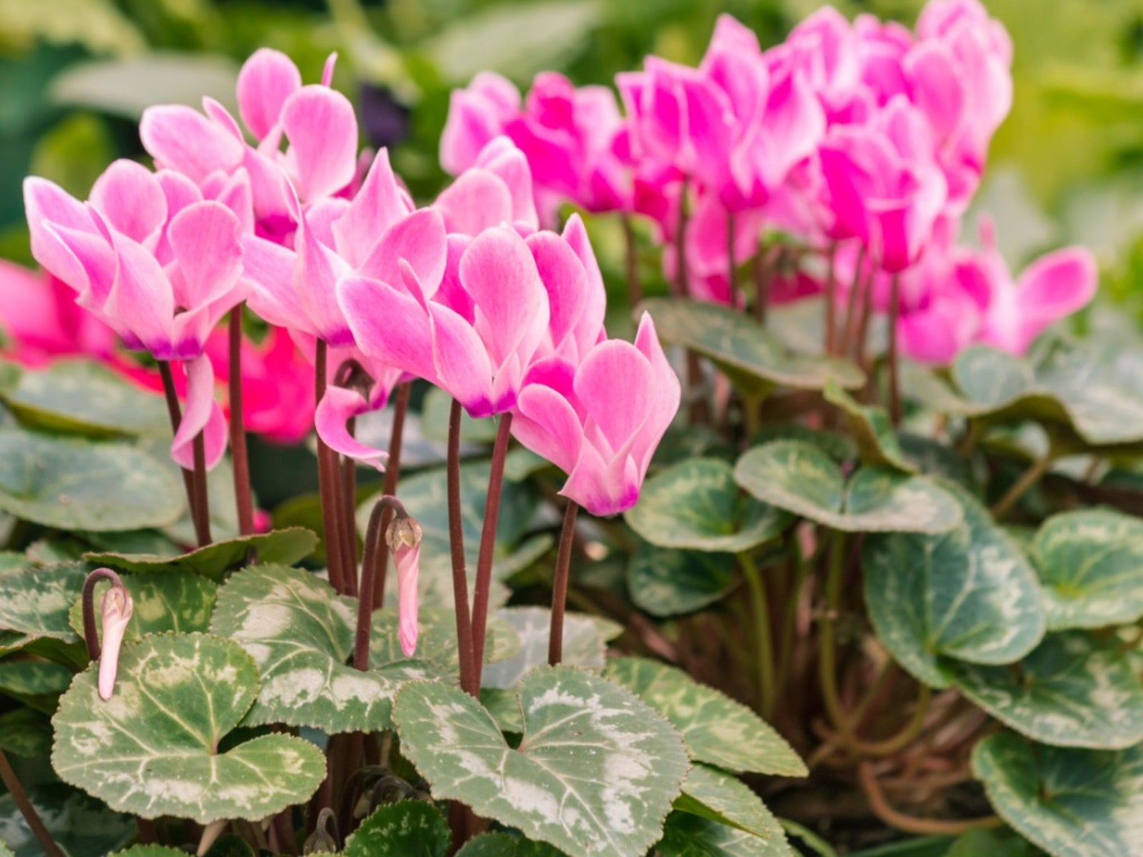Cyclamen Light Pink Flower seeds for Planting - Garden Favorite, Heirloom & GMO Free Seeds for Home Garden