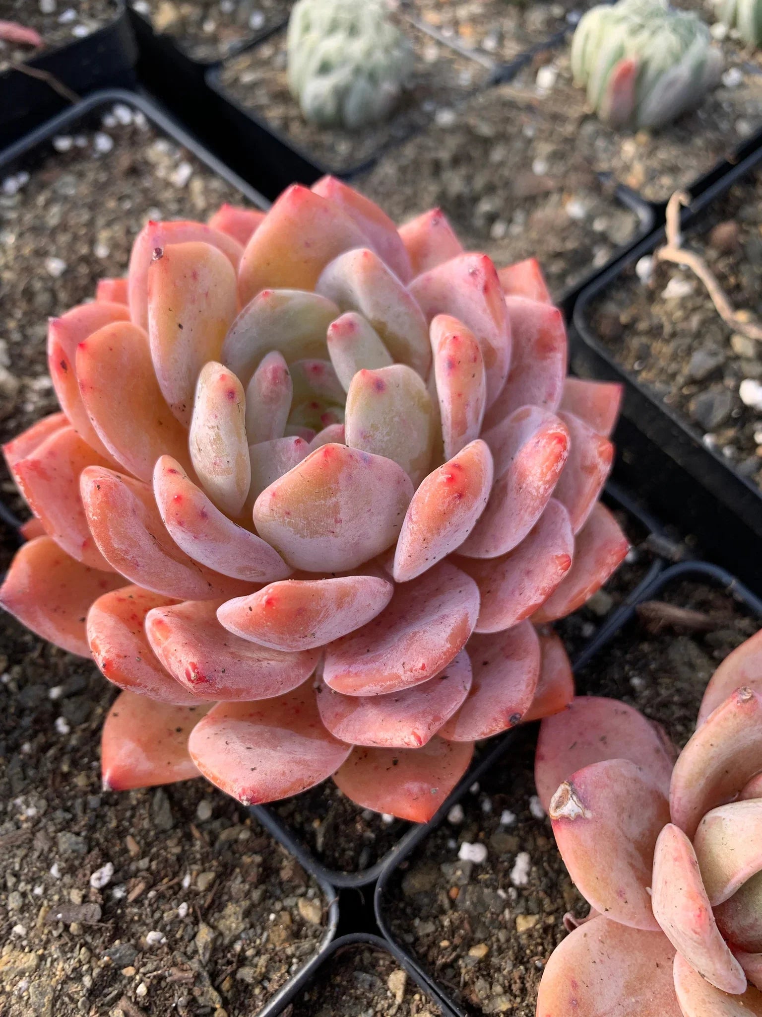 Non-GMO Echeveria Succulent Seeds for Indoor and Outdoor
