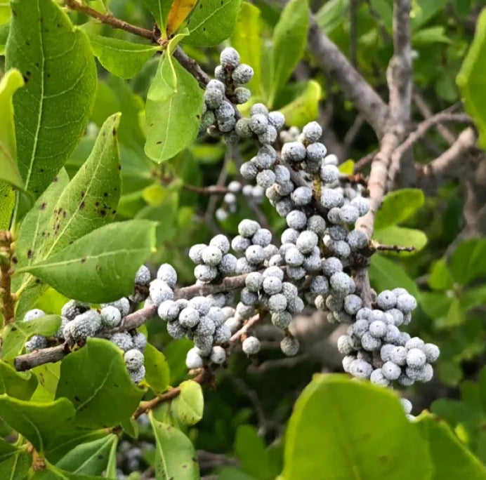 White Arbutus Bayberry Fruit Seeds for Planting