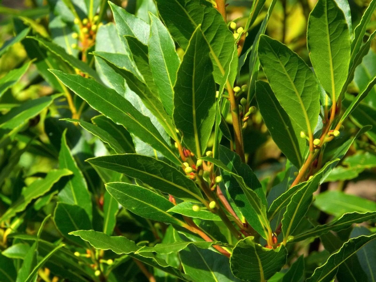 Laurus Nobilis Seeds for Planting Green Bay Laurel Plant