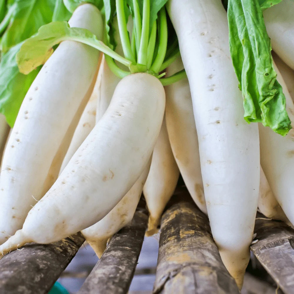 White Radish Seeds for Vegetable Planting