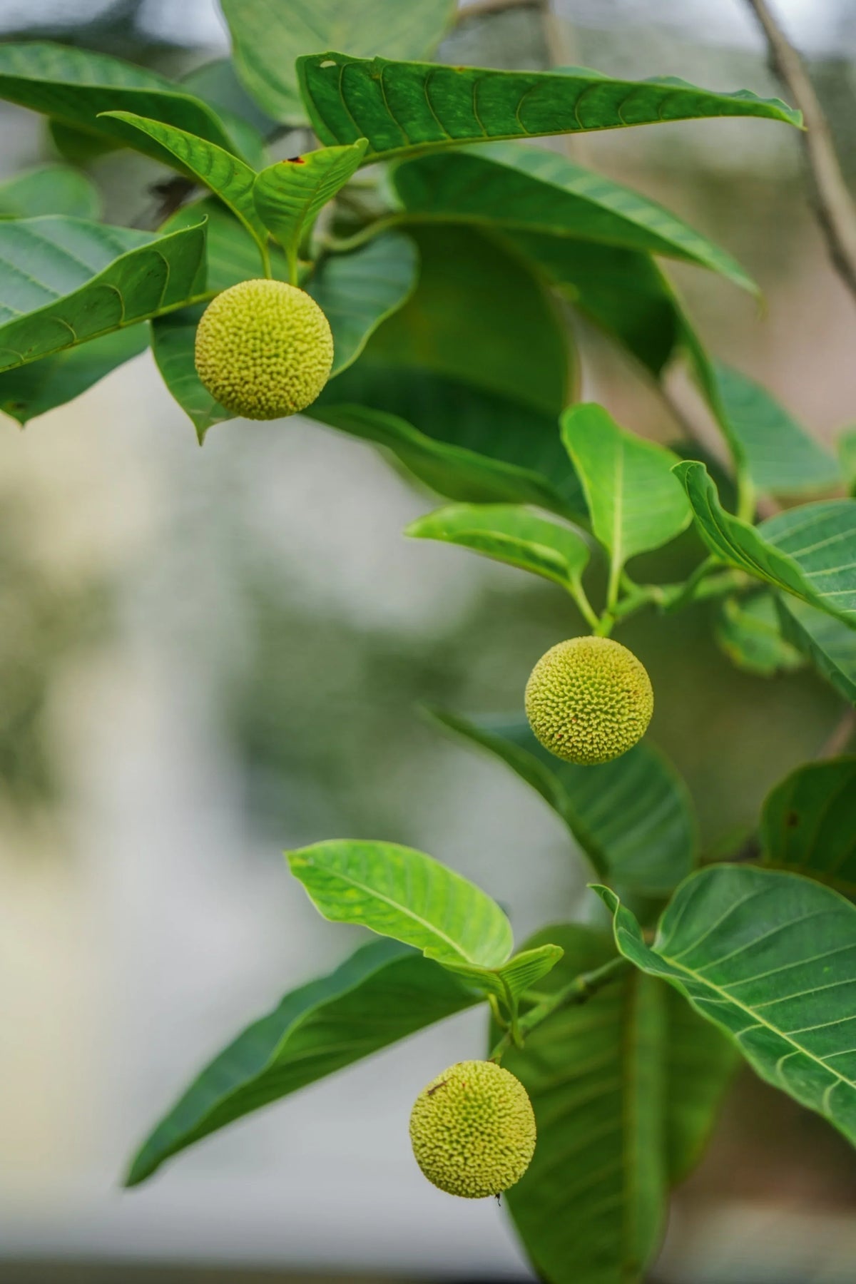 Green Anthocephalus Kadamba Flower seeds for Planting - Colorful Display, Heirloom & GMO Free Seeds for Home Garden
Sale seeds for home garden
