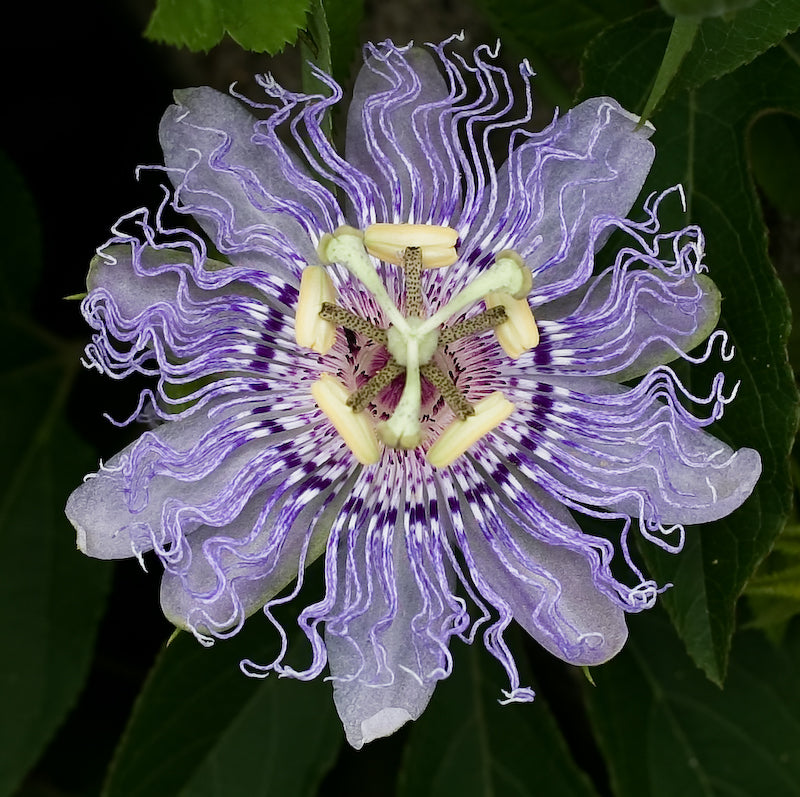 Passion Flower seeds for Planting Seasonal Bloomer Heirloom & GMO Free Seeds for Home Garden