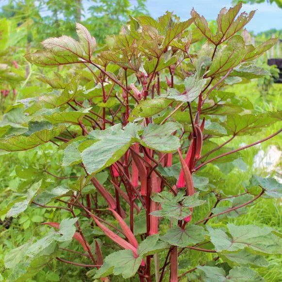 Burgundy Vegetable Seeds for Planting
