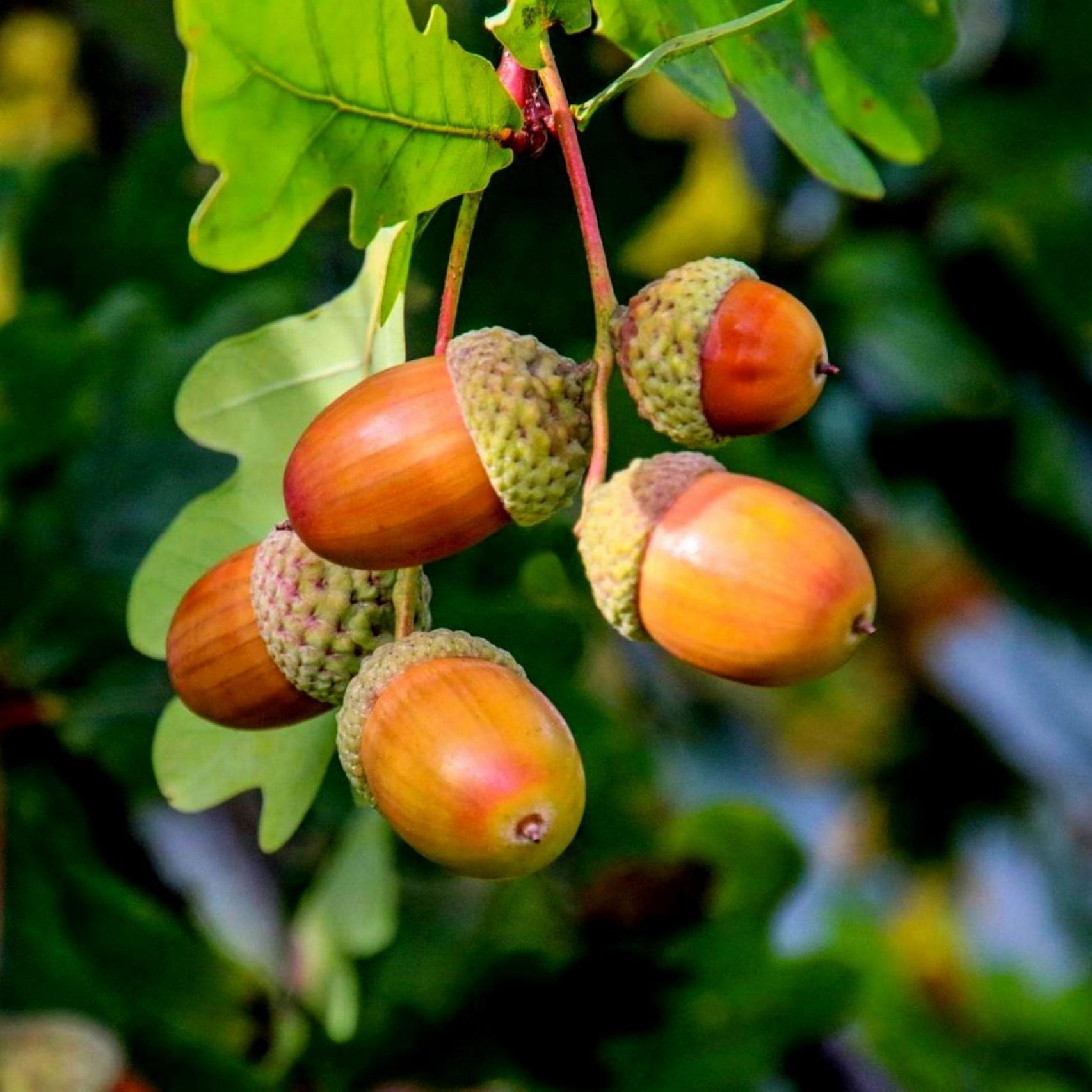 Acorn Seeds for Planting: Grow Strong Oak Trees