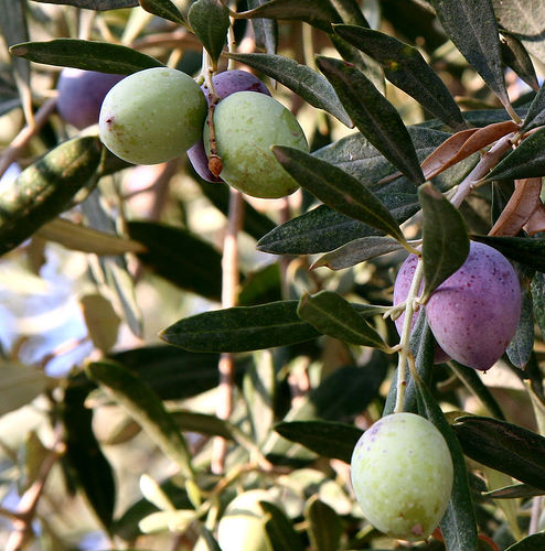 Olive Tree Planting Seeds for Home Gardens