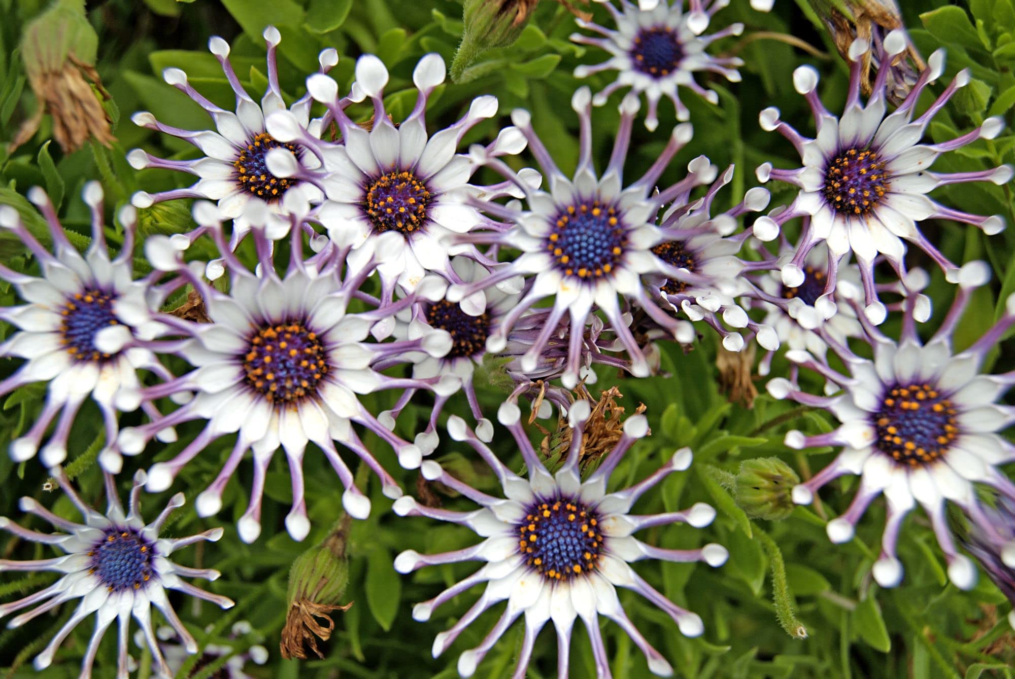 Non GMO White and Purple Omeris seeds