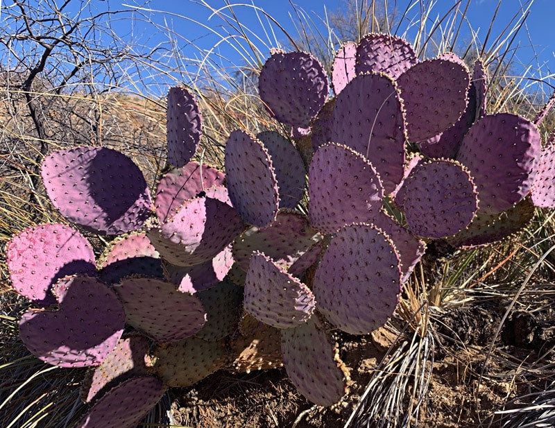 Purple Opuntia Seeds - Ideal for Desert Gardens and Easy Planting