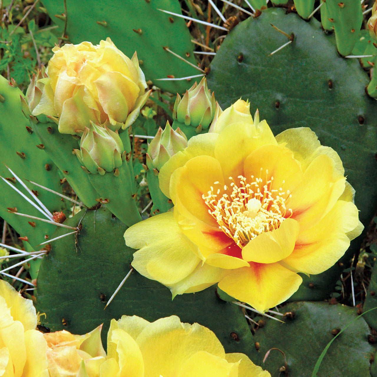 Heirloom Yellow Opuntia Flower seeds blooming in flower beds, containers, borders, and pollinator-friendly gardens