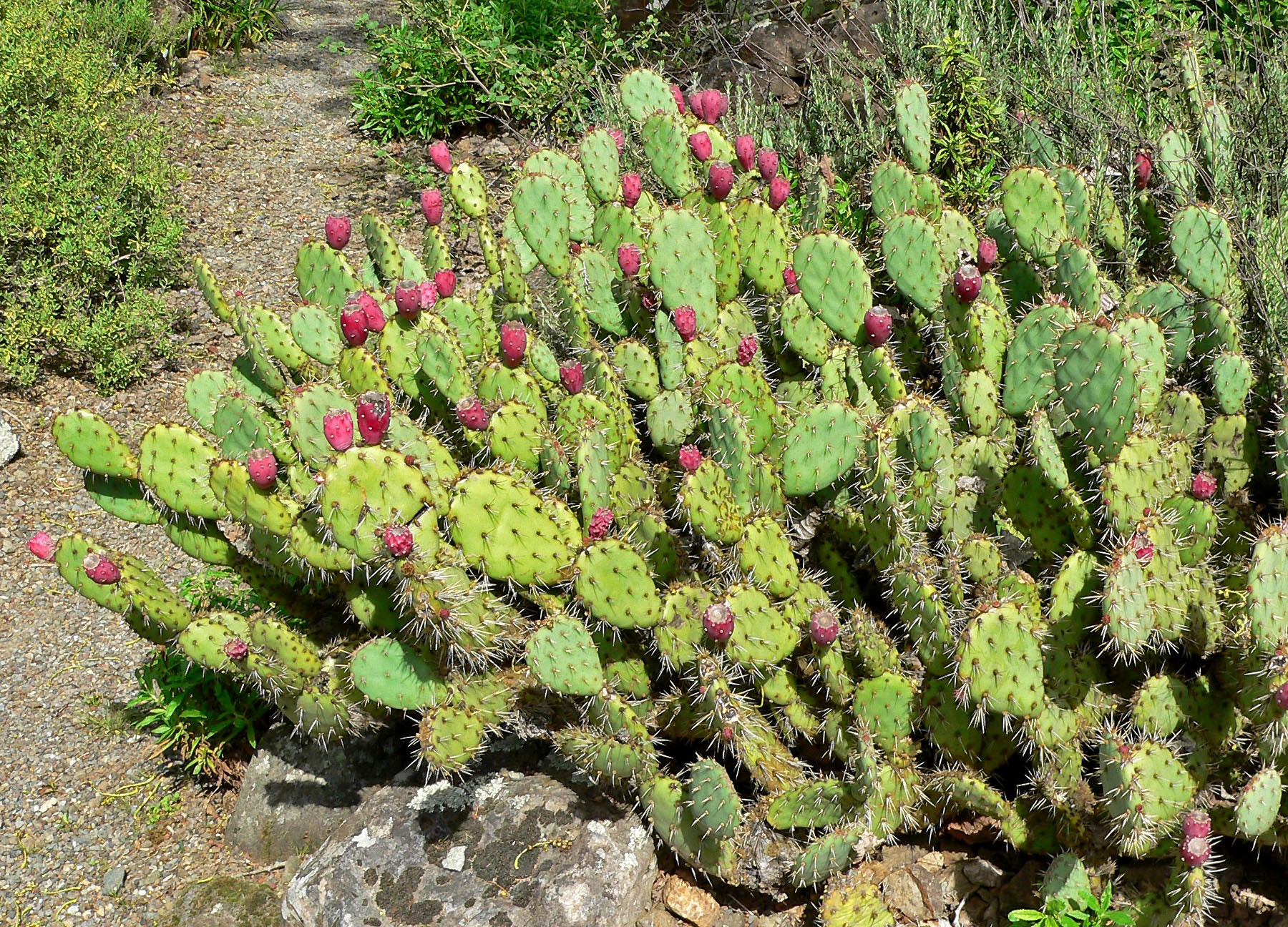 Opuntia Chlorotica Seeds for Planting Mixed Cactus Variety