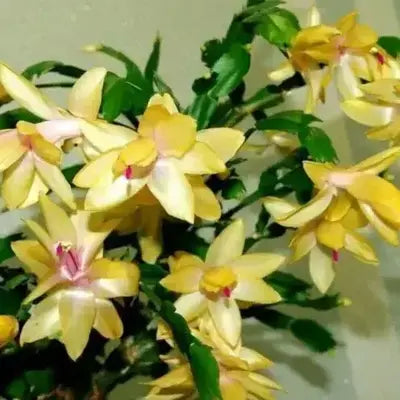 Yellow Schlumbergera Flower seeds for Planting - Garden Favorite, Heirloom & GMO Free Seeds for Home Garden