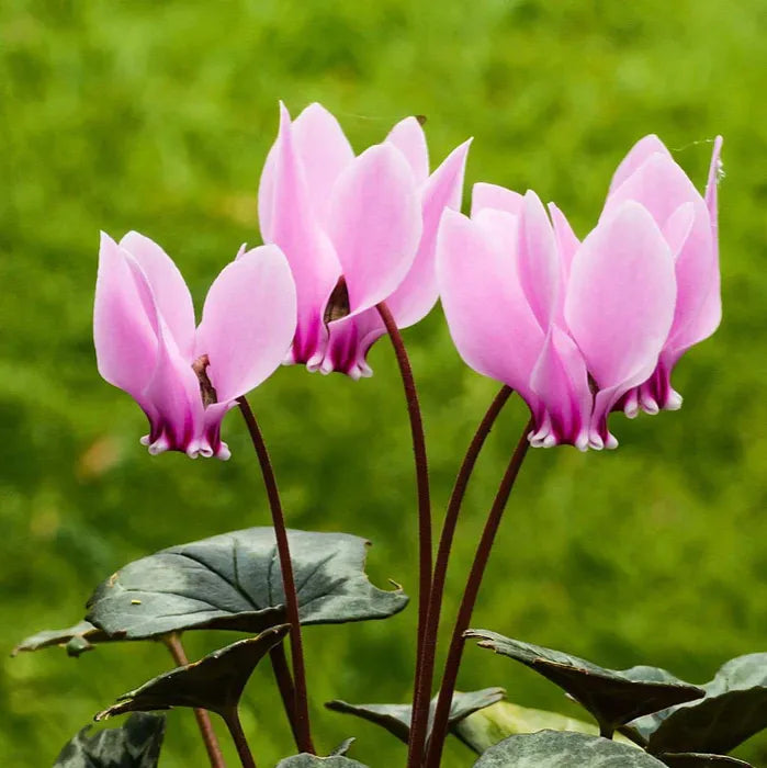 Cyclamen Light Pink Flower seeds for Planting - Garden Favorite, Heirloom & GMO Free Seeds for Home Garden