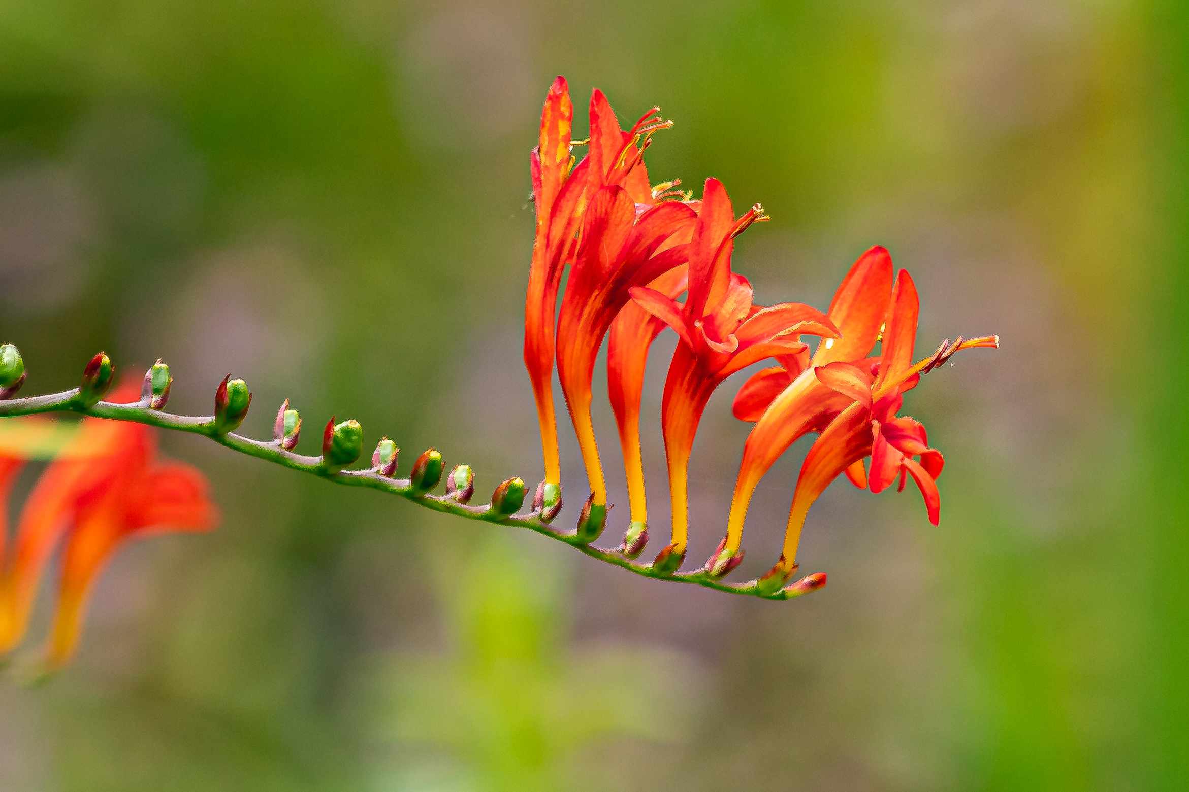 Ornamental Orange Crocosmia flowering plant