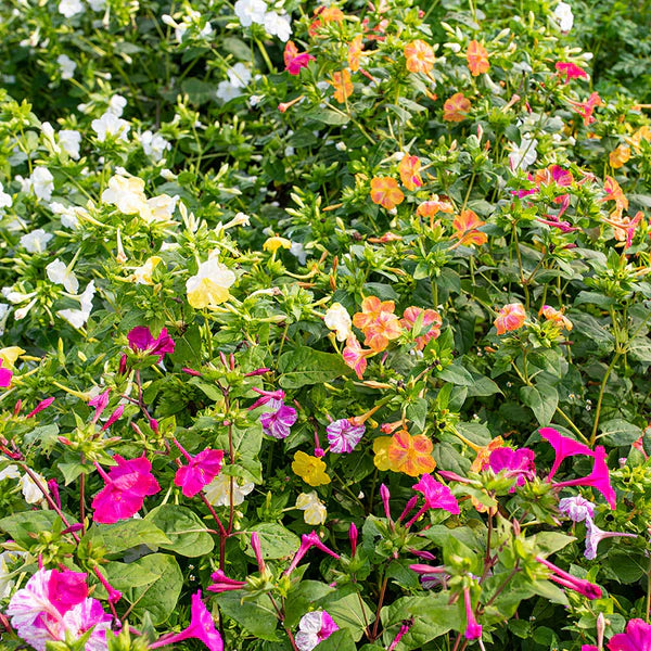 Non GMO Orange Pink Mirabilis seeds