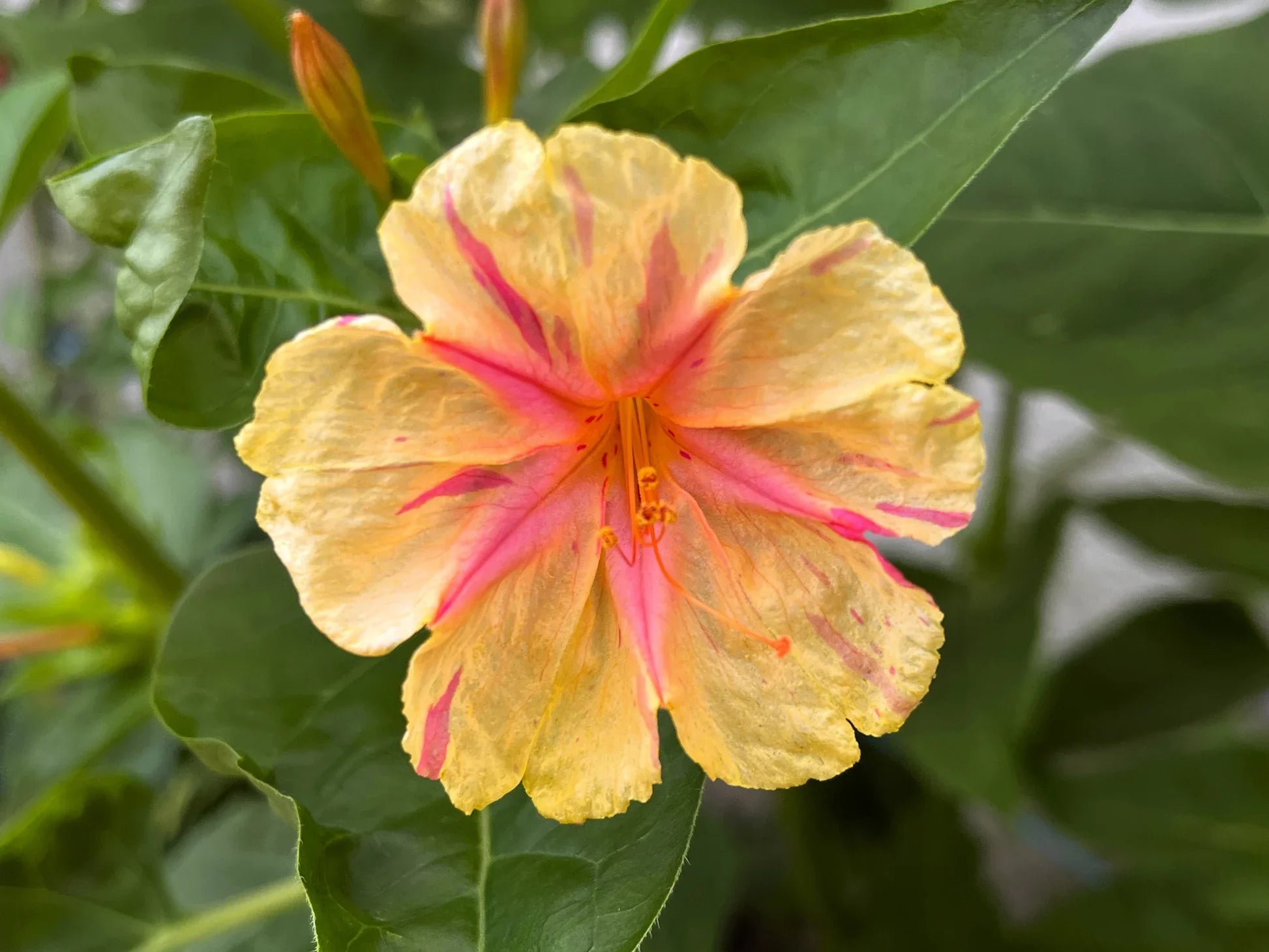 Orange Pink Mirabilis flower seeds for planting