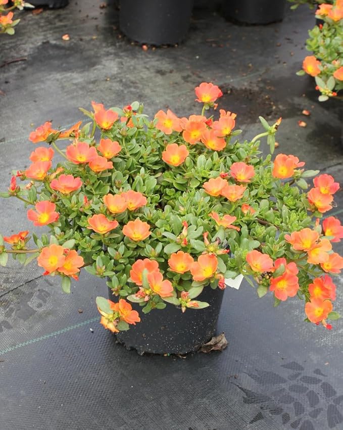 Orange Portulaca ground cover plant in landscape