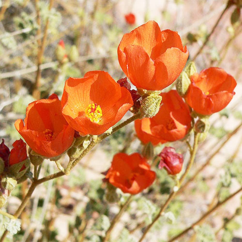 Non GMO Orange Sphaeralcea seeds
