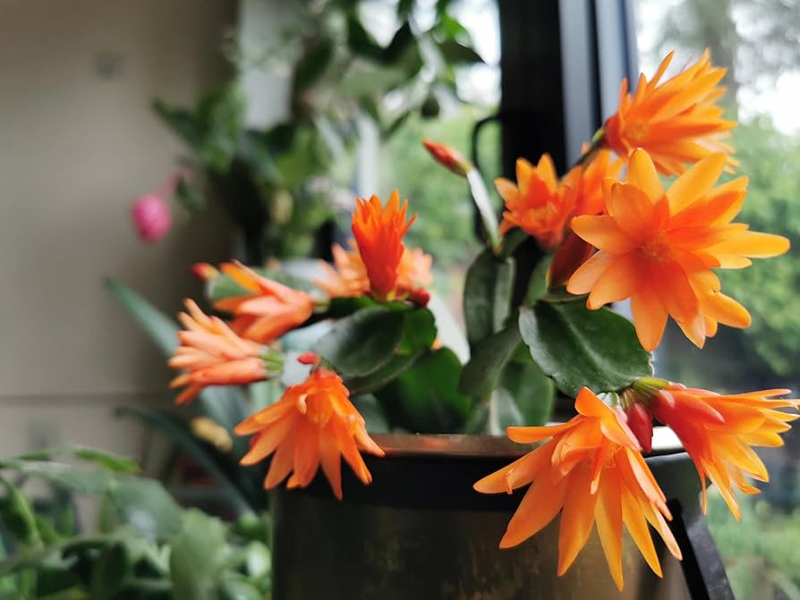 Non-GMO Orange Zygocactus Seeds