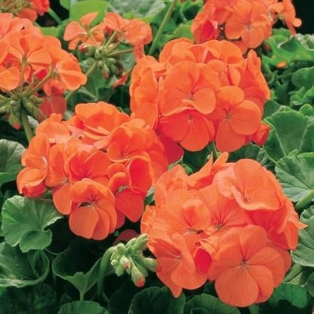 Orange and White Geranium Flower Seeds