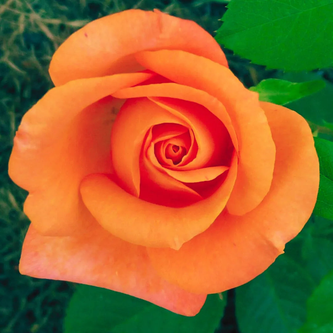 Yellow Orange Rose Flower seeds for Planting - Perfect for Borders, Heirloom & GMO Free Seeds for Home Garden