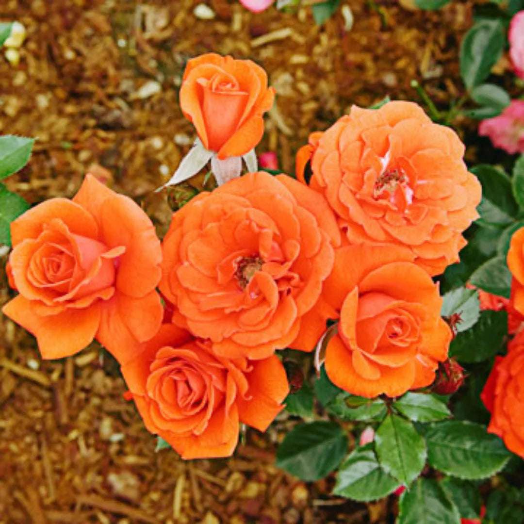 Clay Orange Rose Flower Seeds for Planting Perfect for Borders Heirloom & GMO Free Seeds for Home Garden
Sale