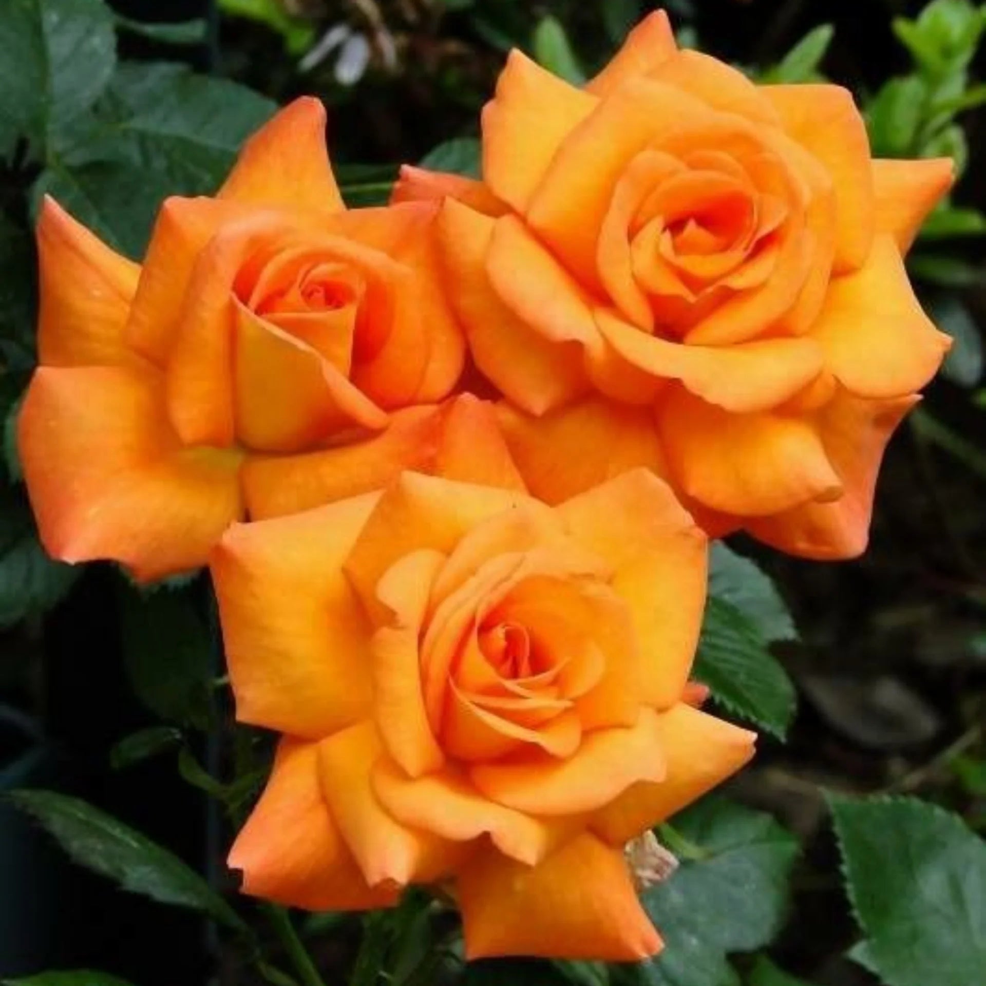 Dark Orange Rose Flower seeds for Planting - Vibrant Colors, Heirloom & GMO Free Seeds for Home Garden