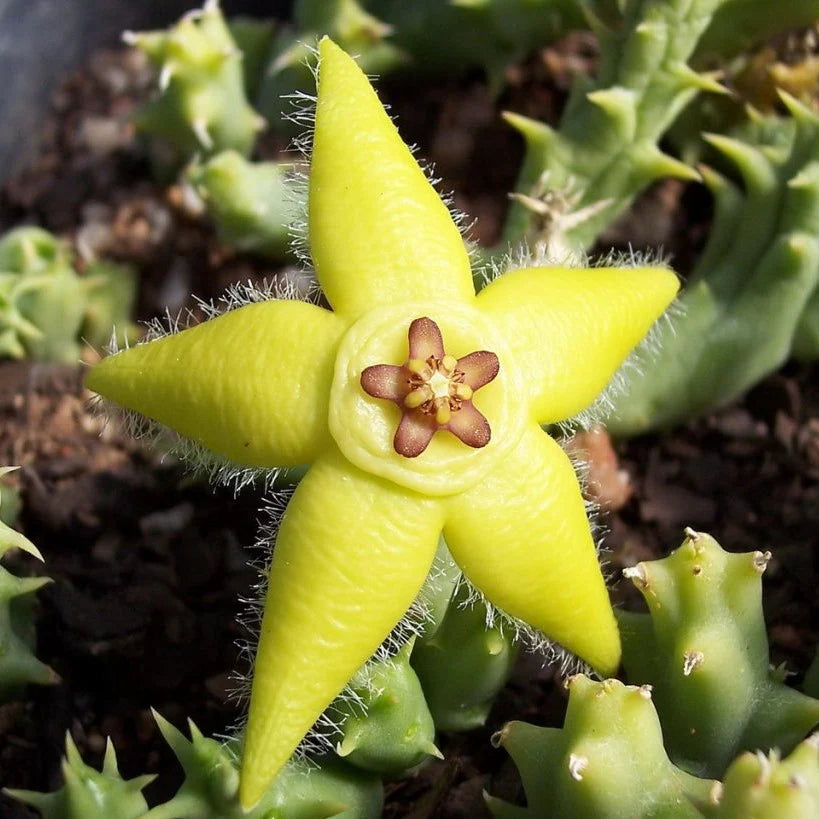 Orbea Lutea Succulent Flower seeds for Planting Low Maintenance Heirloom & GMO Free Seeds for Home Garden