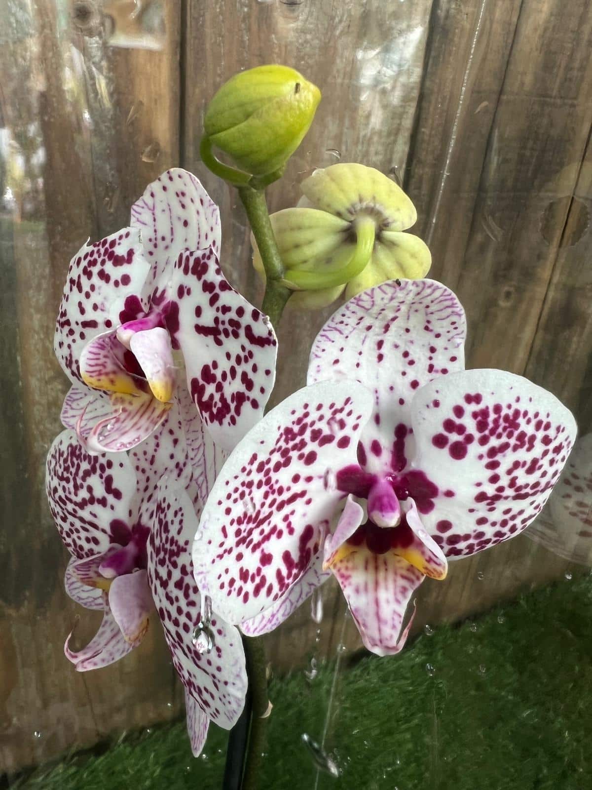 White Violet Butterfly Orchid Flower seeds for Planting - Easy to Grow, Heirloom & GMO Free Seeds for Home Garden