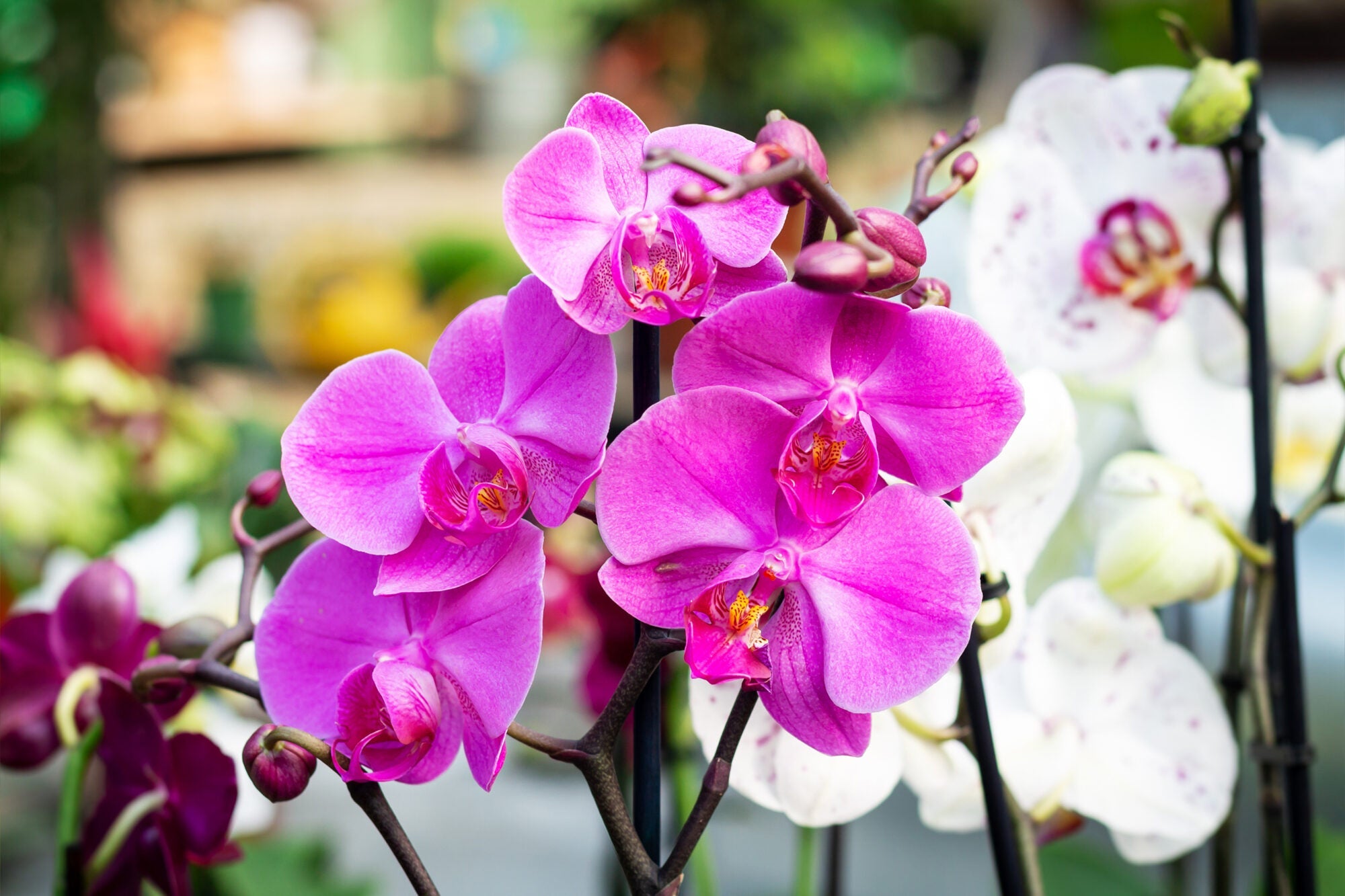 High germination mixed orchid seeds