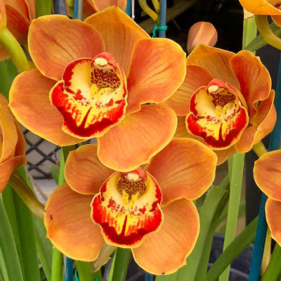Orange Butterfly Orchid Flower seeds for Planting - Seasonal Bloomer, Heirloom & GMO Free Seeds for Home Garden