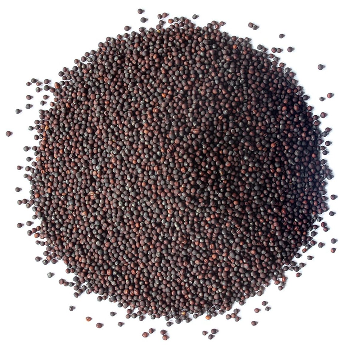 Buy Broccoli Seeds Online – Non-GMO Fresh Variety for Easy Growing