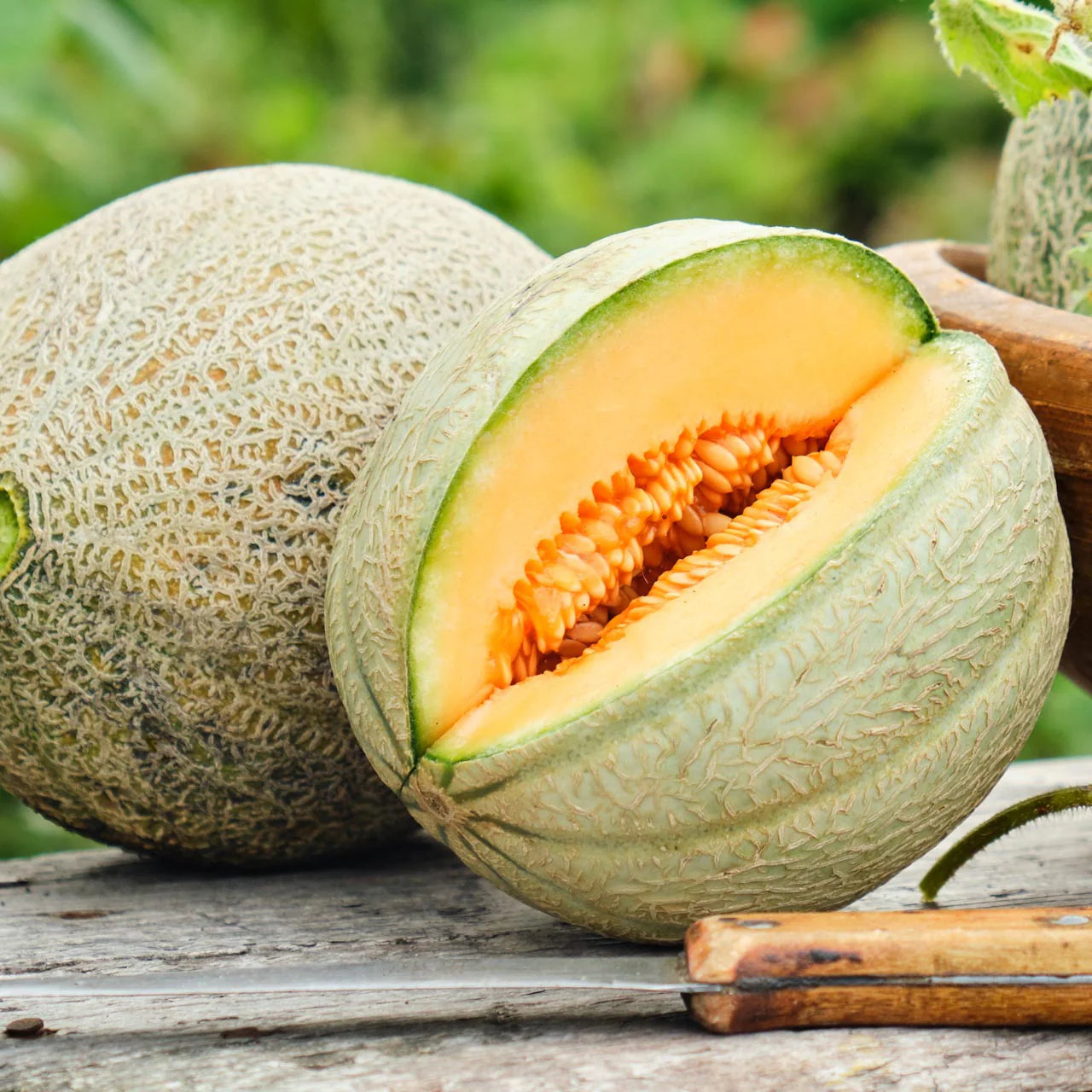 Sweet Melon Fruit Cucumis melo Seeds for Planting in Vegetable Patch & Garden