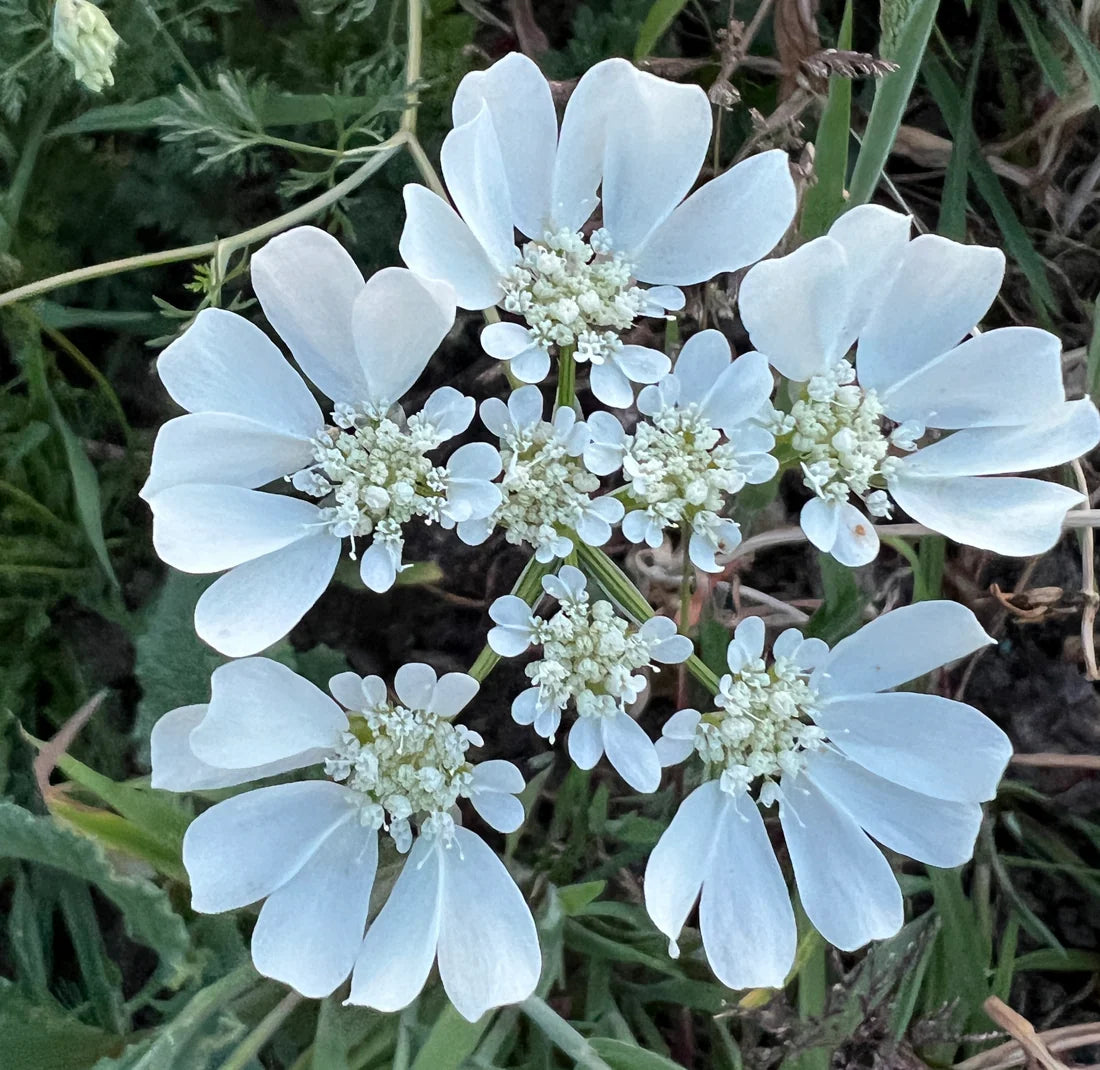 Lace Flower seeds for Planting - Pollinator Friendly, Heirloom & GMO Free Seeds for Home Garden